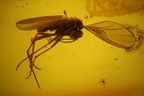Three Fossil Flies (Diptera) In Baltic Amber #150765-1